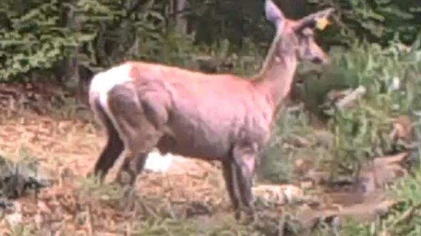Su birikintisine giren geyik fotokapanda
