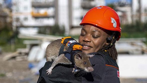 Sırt çantalı 'Kahraman fareler' enkaz altında nefes arayacak