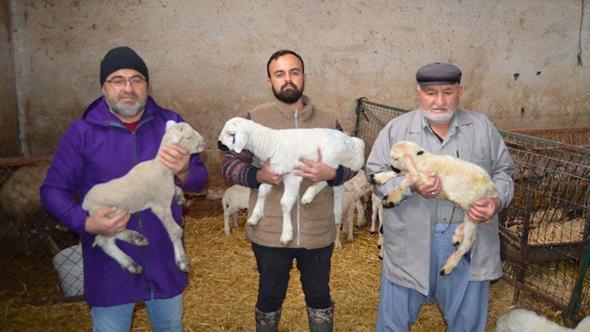 3 kuşaktır, koyun yetiştiriyorlar