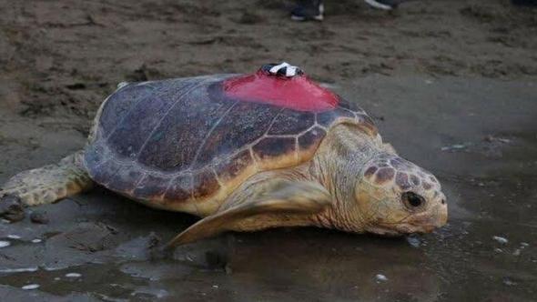 Caretta caretta 'Tuba', 5 ayda 10 bin kilometre katetti