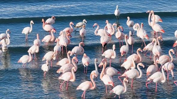 Flamingolar soğuk havaya rağmen göç etmedi