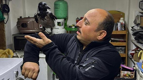Yaralı halde bulup tedavi ettirdiği karga, iş yerinde yanından ayrılmıyor