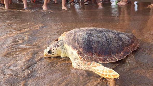 Arka yüzgeci ampute edilen 'Atlas', dünyayı dolaşıyor