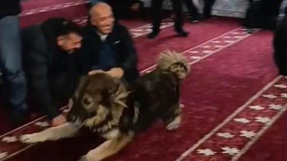 Camiye giren sokak köpeği, cemaatin arasında dolaştı