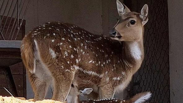 Antalya Doğal Yaşam Parkı'nın 2026'da ilk yavrusu aksis geyiği