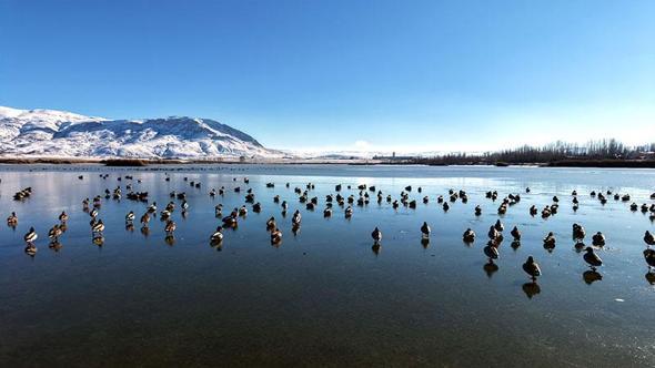 Buz tutan gölün 'vefalı' sakinleri