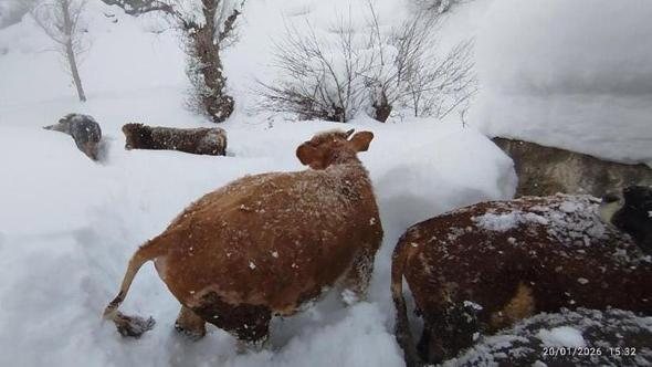 1 metreyi aşan kar, besicileri zorladı