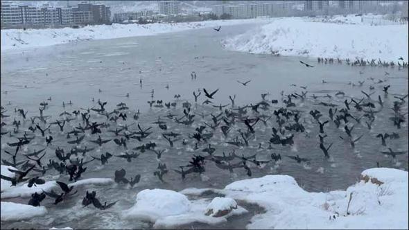 Kızılırmak'ta 'karabatak' şöleni