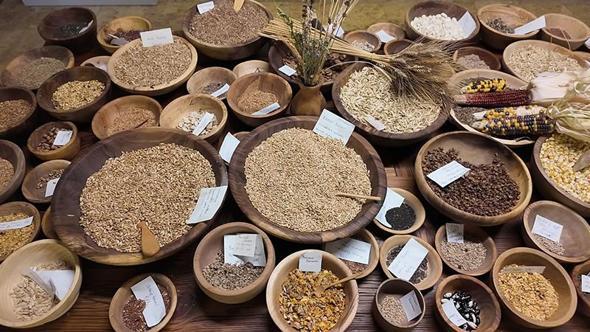 Üniversitenin girişimiyle çiftçilere dağıtılan 'Iza buğdayı'nın ekimi başladı