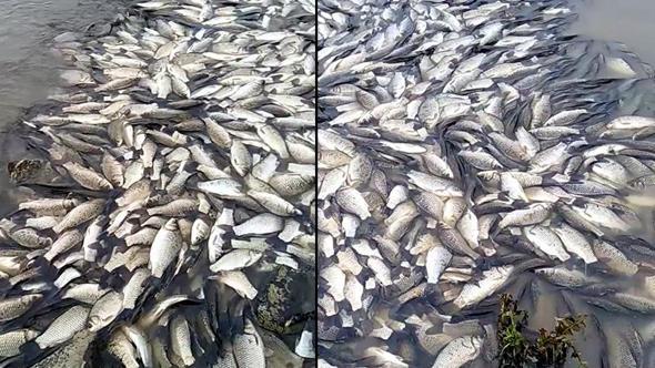 Tekirdağ’da gölette balık ölümlerine inceleme