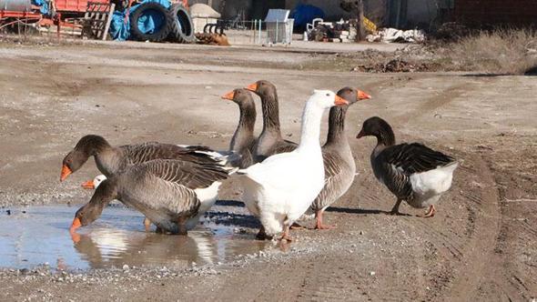3 asırdır köylerinde kaz yetiştiriyorlar