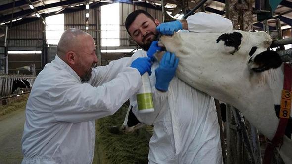 Şap hastalığı için sprey geliştirdiler