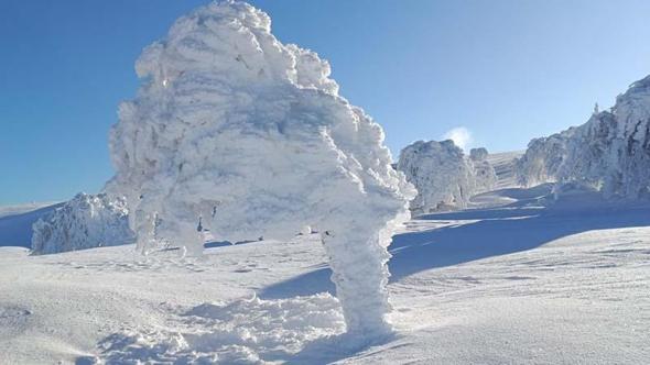 Karla kaplı yaylada ağaçlar buz tuttu