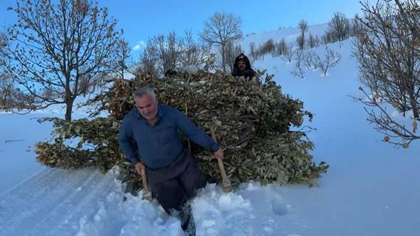Bitlis'te besiciler, karda kızakla hayvanlarına ot taşıyor