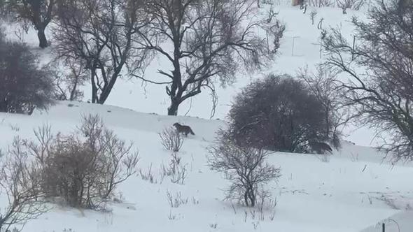 Gercüş’te aç kalan kurtlar, yerleşim alanına indi