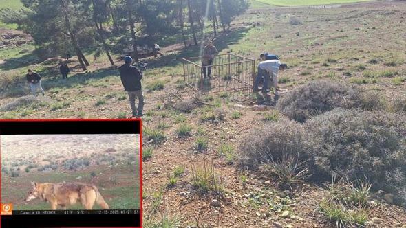 Dağ ceylanı, çizgili sırtlan ve kurt aynı habitatı paylaşıyor