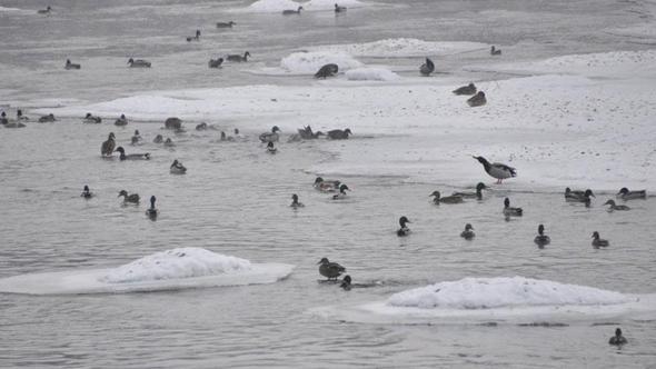 Yeşilbaş ördeklerin yüzeyi kısmen donan çayda yaşam mücadelesi