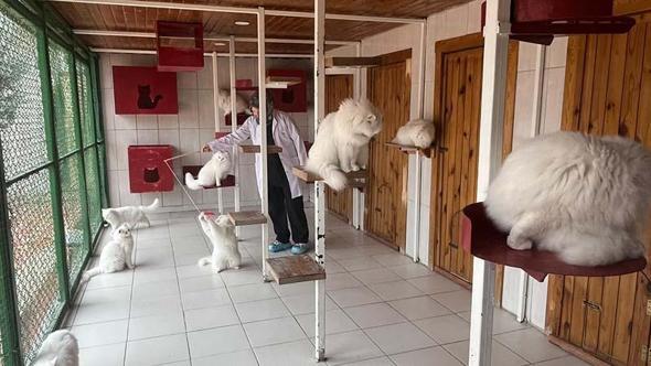 Ankara kedisini yaşatan merkezden 700'e yakın sahiplendirme
