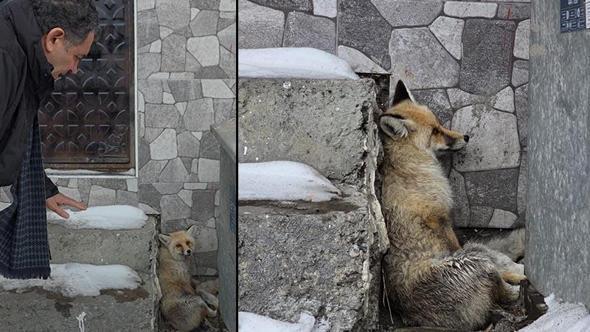 Yaralı tilkiye Başkan Demir sahip çıktı