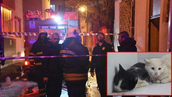 Kedilerin beslendiği evde yangın; 26 kedi öldü