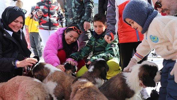 'Pastırma' ve 'Sucuk' isimli köpekler, Erciyes'in maskotu oldu