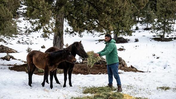 Toros Dağları’ndaki yılkı atlarına yiyecek desteği