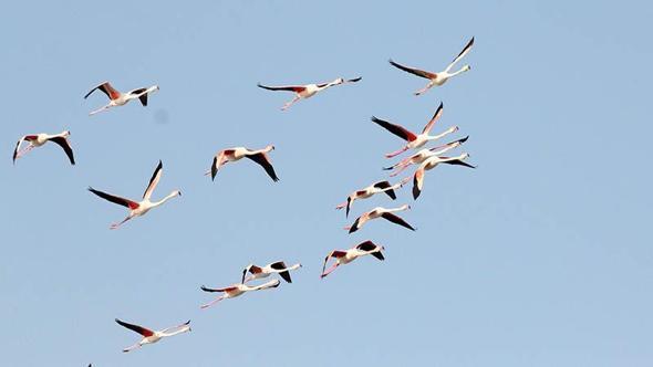 Ayvalık'ta kuş sayısı 14 bini aştı; sulak alanlar tehlikede