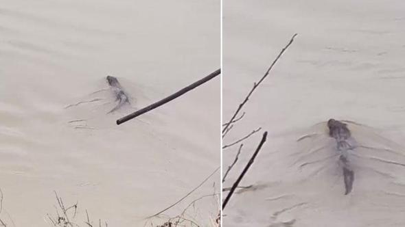 Bartın Irmağı'nda su samuru görüldü