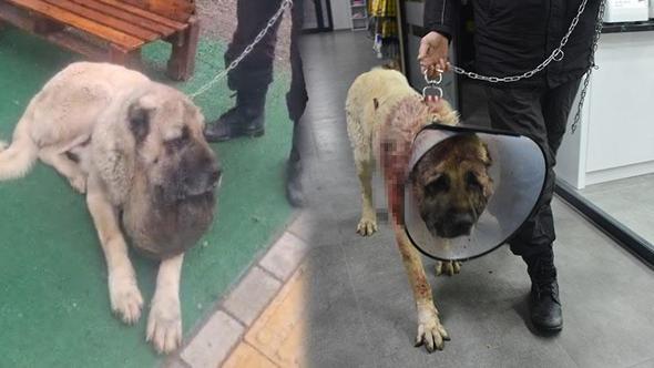 Kangal köpeğinin boynundaki 9 kiloluk tümör operasyonla çıkarıldı