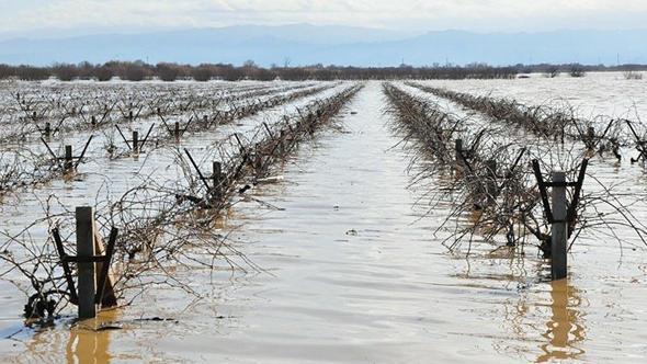 Nif Çayı taştı, Gediz Ovası su altında kaldı