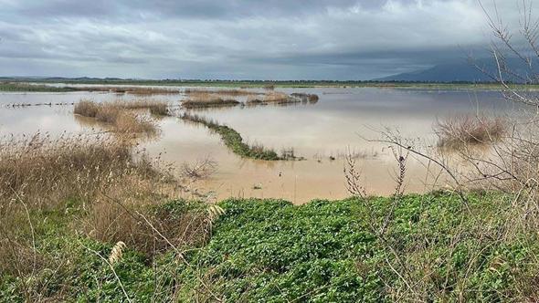 Büyük Menderes Nehri yine taştı; Söke Ovası'nı su bastı