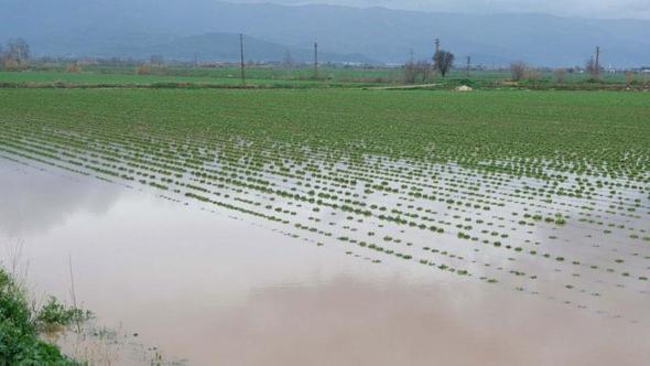 Küçük Menderes Nehri taştı; Ödemiş ilçesinde tarım alanları ve ahırları su bastı