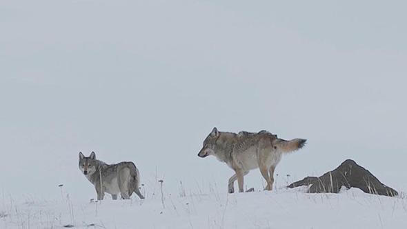 Köye inen kurtlar dronla görüntülendi