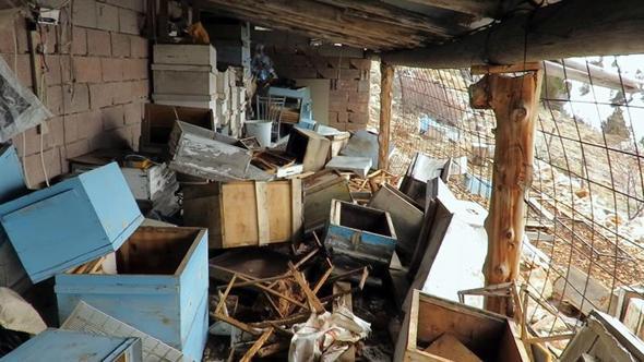 Ayı, tarihi 'hanay'lara girip balları yedi; arıcılar yardım istedi