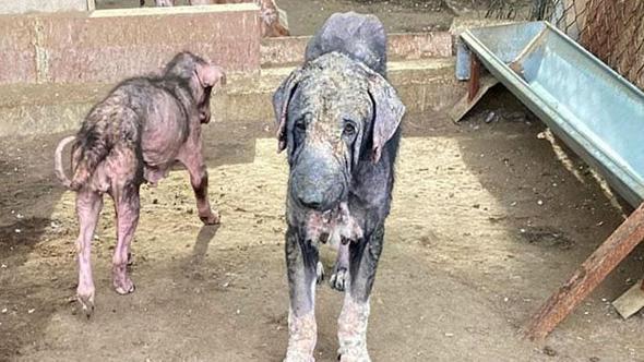 Barınaktaki tepki çeken görüntülere soruşturma