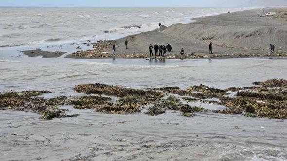 Su sümbülleri denize sürüklendi