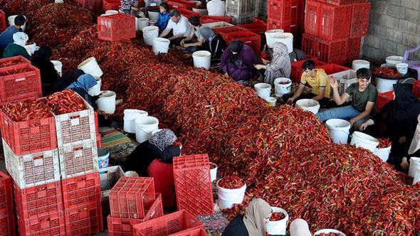 Gaziantep’ten 60 ülkeye, 5 milyon dolarlık pul biber ihracatı