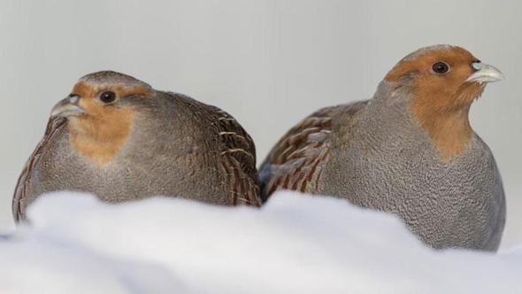 Moskova’da eksi 25 derecede çil keklikleri görüntüledi