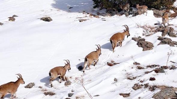 Munzur Dağları’nda sürü halindeki dağ keçileri dronla görüntülendi