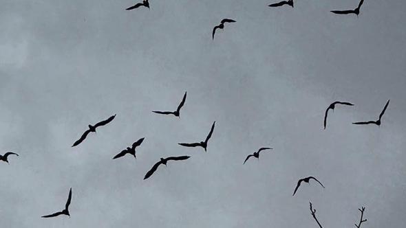 Bereket sembolü kafesteki 277 kelaynak doğaya salındı