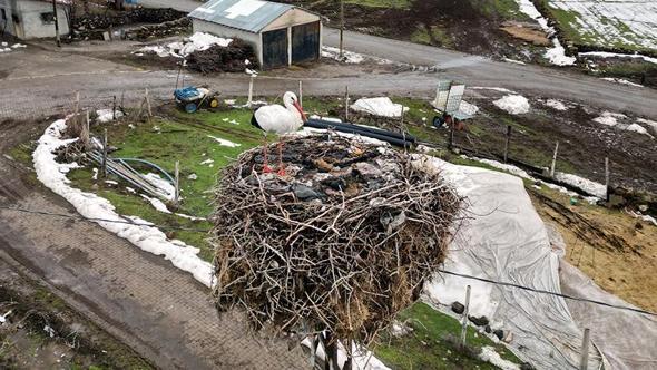3 yıldır göç etmeyen leylek, aynı yuvada kışı geçiriyor