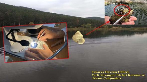 Marmara Bölgesi'nde erken kirliliğin göstergesi olan canlılar araştırılıyor