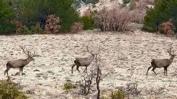 Yol kenarında sürü halinde gezen kızılgeyikler görüntülendi