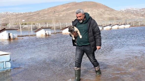 Kangal köpeği çiftliği su altında kaldı