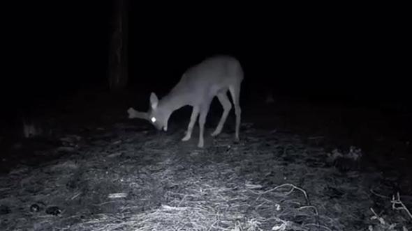 Ganos Dağı'ndaki yaban hayatı fotokapana yansıdı