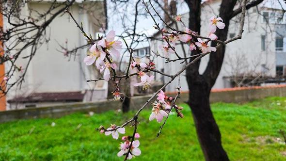 Edirne'de meyve aÄŸaçları, ÅŸubat ayında çiçek açtı