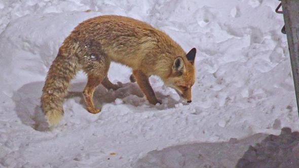 Bitlis'te tilkiler yiyecek ararken dronla görüntülendi