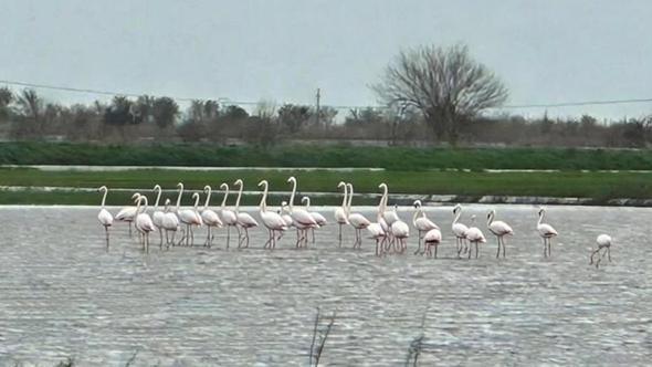 Aydın'da su altında kalan tarlalara flamingo sürüsü indi