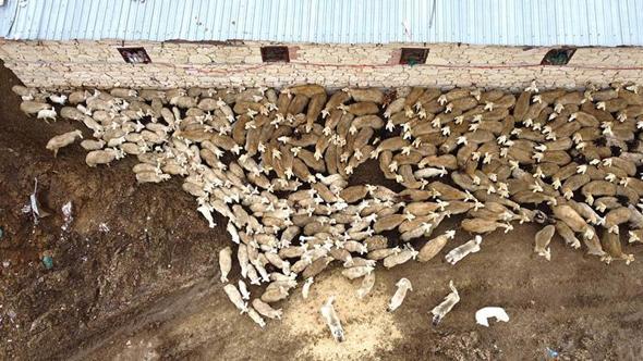 Malatya'da kuzular anneleri ile buluştu