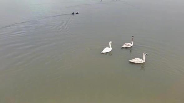 Göç yolundaki 3 kuğu, Efteni Gölü'nde